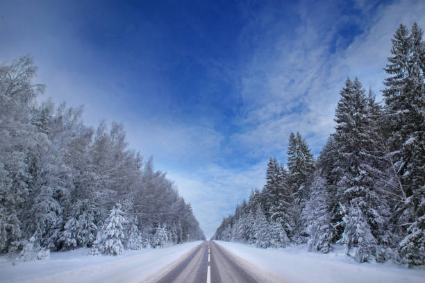 istock Winter coniferous forest after snowfall, frosty day, landscape 1362927893