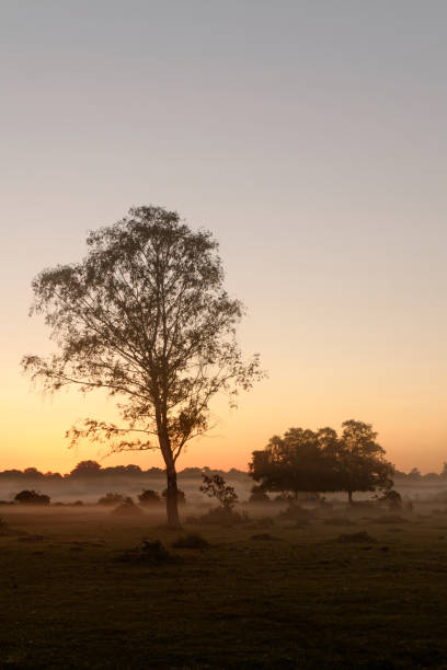 istock Foggy New Forest Sunrise 02 1362928156