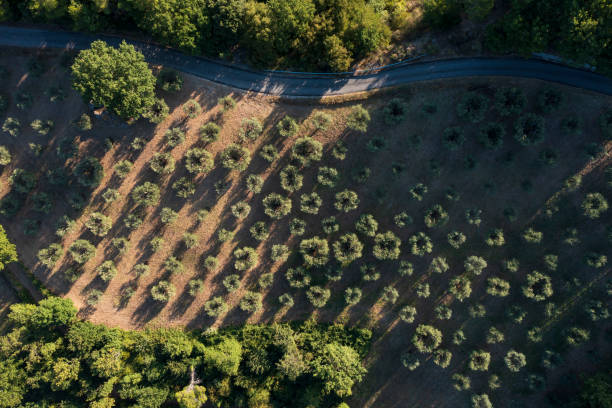 jardin d’oliviers verdoyants sur les pentes des montagnes, vue de dessus. cultiver des olives pour la production d’huile d’olive. la nature en italie. vue aérienne du drone - mount of olives photos et images de collection