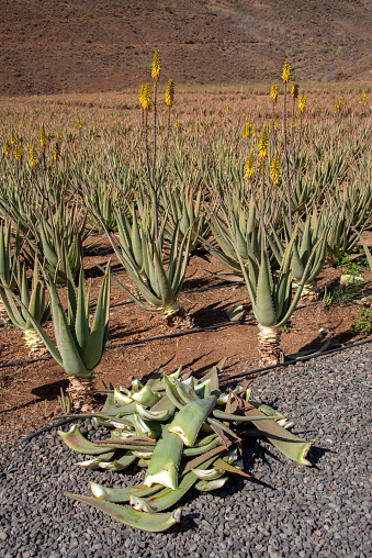 Aloe Vera plantation with cactus and palapa in the foreground