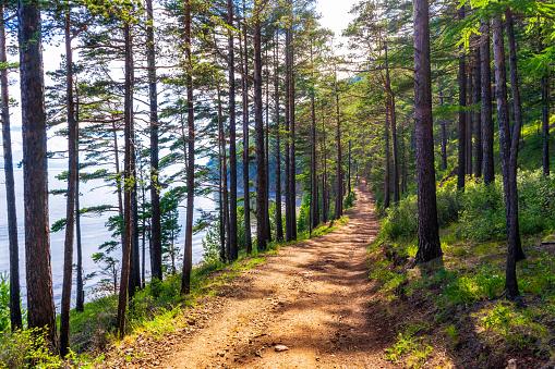 Great Baikal Trail. Popular route along lake Baikal shore from Listvyanka to Big Koty. Road in pine forest at Baikal coast in sunny day. Summer travel, discovery of beauty of Earth. Siberia, Russia.