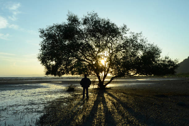 sunrise and coastal mangrove trees
