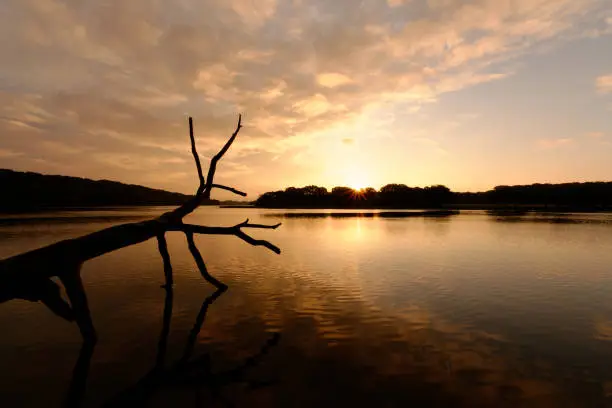 Photo of River Hamble Driftwood 03