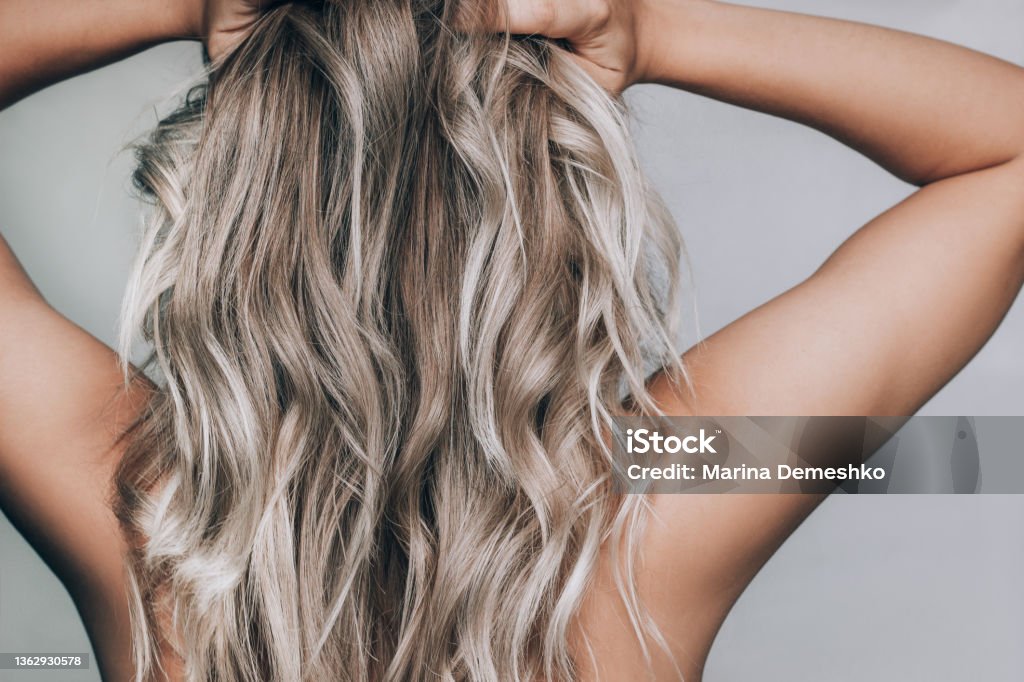 Close-up of a young blonde woman standing with her back with the wavy hair. Result of coloring Close-up of a young tanned blonde woman standing with her back with the wavy hair isolated on a gray background. Result of coloring, highlighting, perming. Beauty and fashion Hair Stock Photo