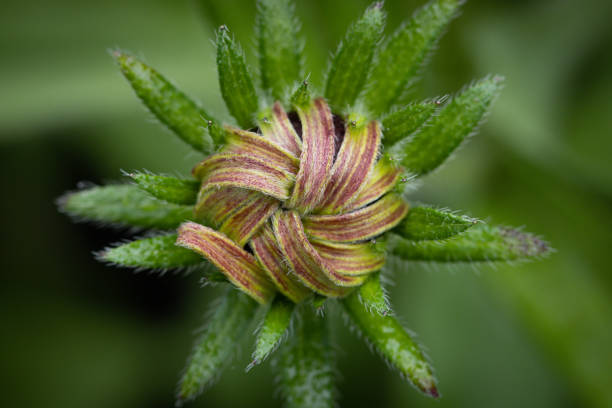 close-up of flower buds