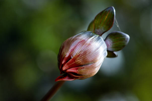 close up of a red flower