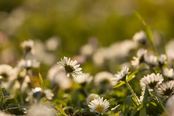 White flowers with purple tips, of the species Bellis perennis, or daisy, against the light, in spring, in the Parque del Buen Retiro in Madrid, Spain