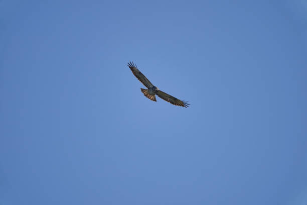 istock Buteo, Buzzard soaring high in the blue sky looking for prey 1362931735