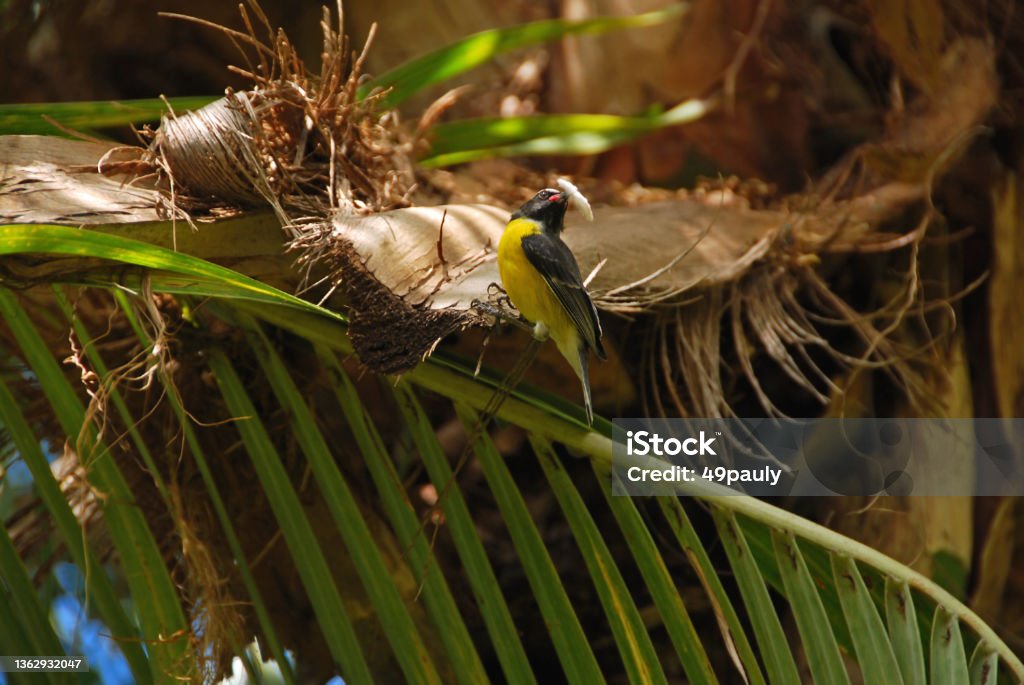 Bananaquit on palmleaf. Curacao bananaquit serie of three. Bananaquit male bird is building a nest and collects nest materials. Animals In The Wild Stock Photo