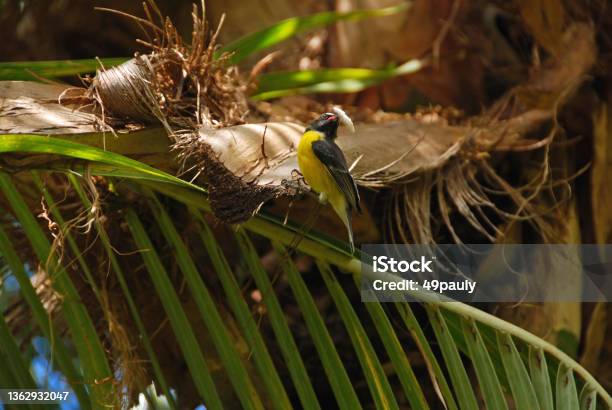 Bananaquit On Palmleaf Stock Photo - Download Image Now - Animals In The Wild, Bananaquit, Close-up