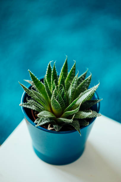 Close up shot of an aloe plant in a blue pot