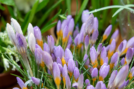 Crocus sieberi Tricolor blossoms in the garden in spring. High quality photo