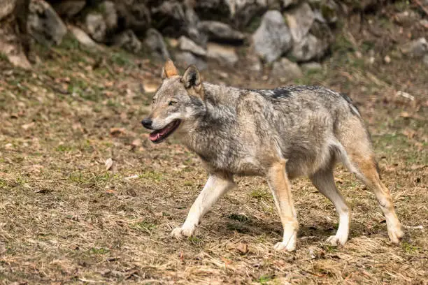 Italian wolf (canis lupus italicus) in wildlife center "Uomini e lupi" of Entracque, Maritime Alps Park (Piedmont, Italy).