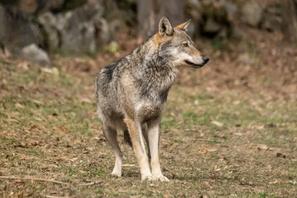 Italian wolf (canis lupus italicus) in wildlife center "Uomini e lupi" of Entracque, Maritime Alps Park (Piedmont, Italy).