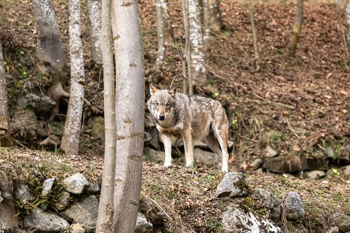 Lobo italiano (canis lupus italicus) en el centro de vida silvestre 