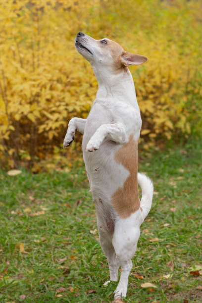 istock Jack Russell terrier. A thoroughbred dog in a public park. Pets 1362937995
