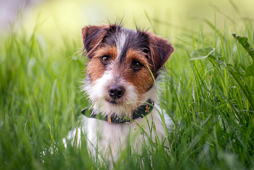 Russell Terrier portrait in tall green grass. The dog has white, brown, and dark brown spots on the face. Close up in green grass