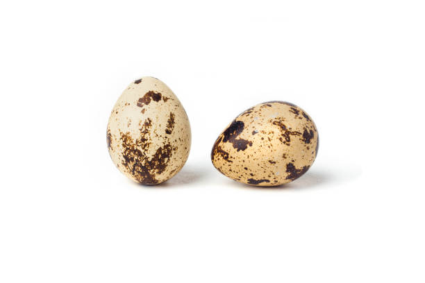 istock Two quail eggs on a white background. Close-up 1362939616