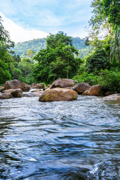 istock River in forest and river stone with tree and sunlight in nature 1362939898