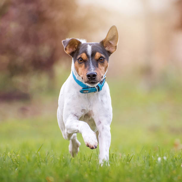 jack russel terrier dalla parte anteriore durante la corsa, solleva una zampa. il cane bianco ha una faccia di tre colori, marrone chiaro bianco e nero. un orecchio è piegato. - field dog pets green foto e immagini stock