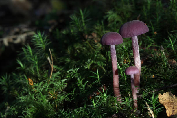 자수정 속임수, 작은 식용 버섯 - 자주졸각버섯 뉴스 사진 이미지