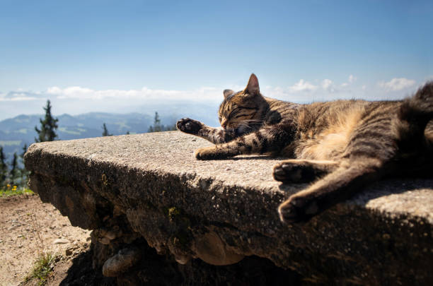 istock Adult tabby cat licking paws. 1362942841