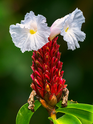 The crêpe ginger (Cheilocostus speciosus, Hellenia speciosa) - a species of flowering plant in the family Costaceae. It is native to southeast Asia and surrounding regions, from India to China to Queensland, It is especially common on the Greater Sunda Islands in Indonesia.