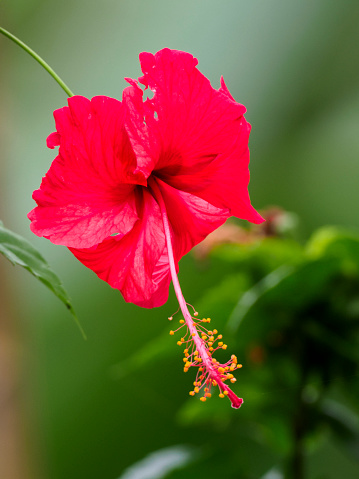 Hibiscus rosa-sinensis, known colloquially as Chinese hibiscus, China rose, Hawaiian hibiscus, rose mallow and shoeblack plant, is a species of tropical hibiscus, a flowering plant in the Hibisceae tribe of the family Malvaceae. It is widely cultivated in tropical and subtropical regions.