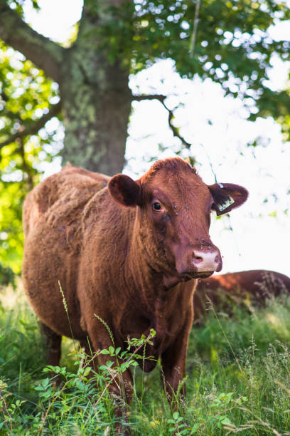 istock Cows outside in summer on New England free range farm 1362943755