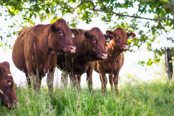 istock Cows outside in summer on New England free range farm 1362943778
