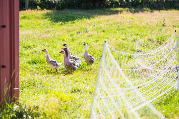Geese outside in summer on New England farm in South Kingstown, Rhode Island, United States