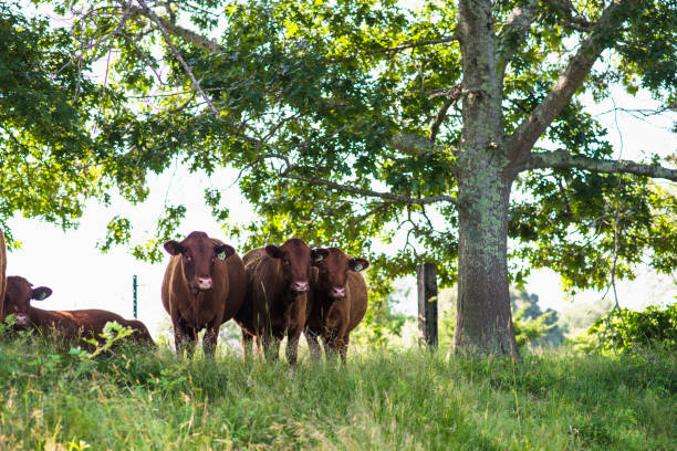Cows outside in summer on New England free range farm
