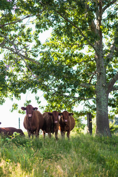 istock Cows outside in summer on New England free range farm 1362943785
