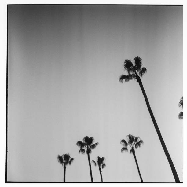 istock palm trees and the sunset sky 1362943980