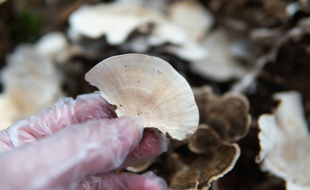 istock Medicinal mushroom Trametes multicolor. Mushroom consumption cu 1362944190