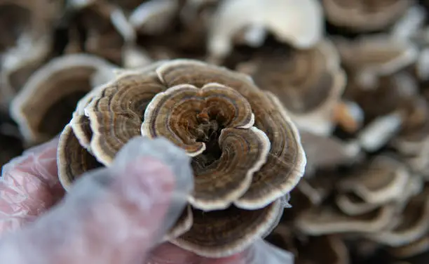 Photo of Medicinal mushroom Trametes multicolor. Mushroom consumption cu