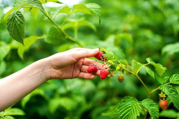 istock Hand picked freshly raspberries in garden 1362945276