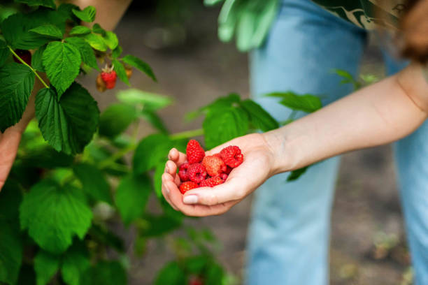istock Hand picked freshly raspberries in garden 1362945280