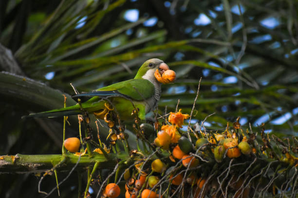 young monk parakeet (myiopsitta monachus), or quaker parrot young monk parakeet (myiopsitta monachus), or quaker parrot, feeding on a palm tree in Buenos Aires monk parakeet stock pictures, royalty-free photos & images