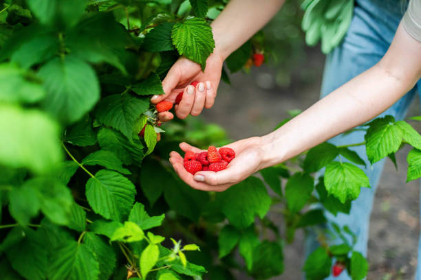 istock Hand picked freshly raspberries in garden 1362945285