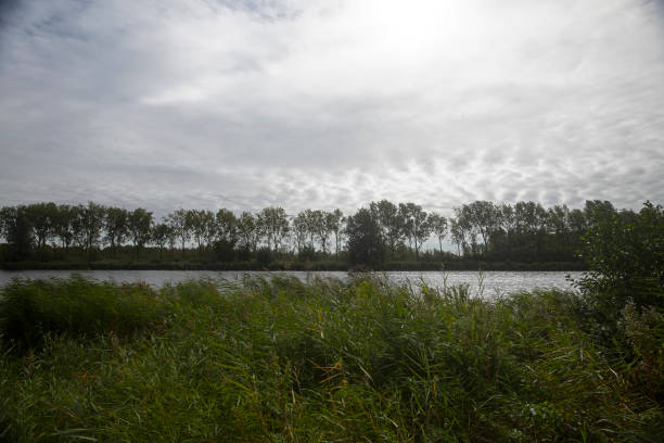 Tree lines along the canal in Amsterdam in Amsterdam, North Holland, Netherlands