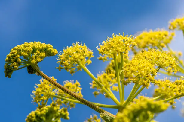 Yellow wildflower Giant Fennel, Ferula communis, Apiaceae, that grows in Israel