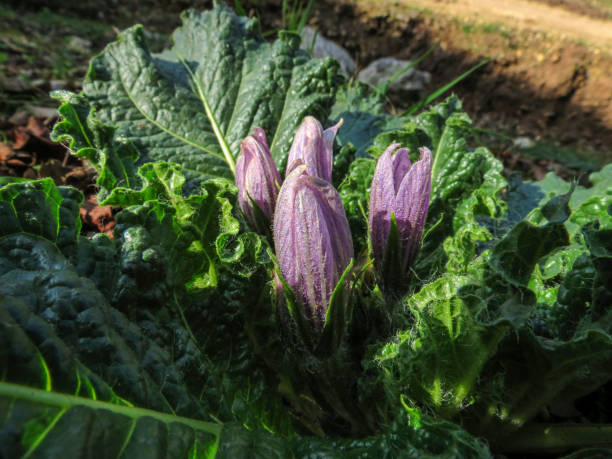 Mandragora or mandrake a purple wildflower that grows in the Winter Mandragora or mandrake a purple wildflower that grows in the Winter in Israel mandragora stock pictures, royalty-free photos & images