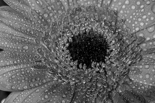 Black and white photo of a gerbera daisy covered in water droplets