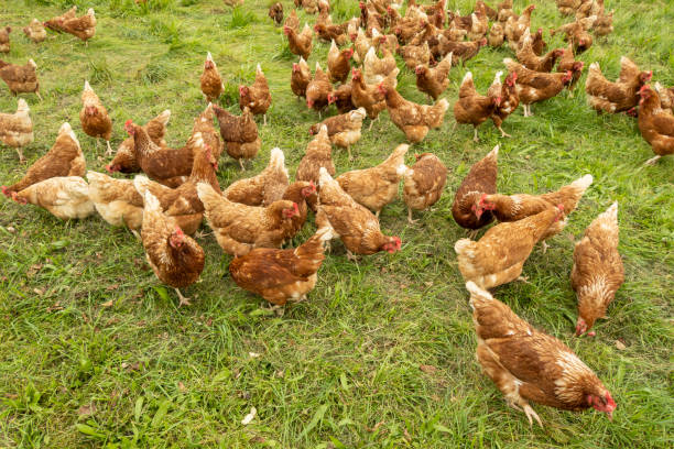 istock Happy chickens in a free range husbandry 1362949009