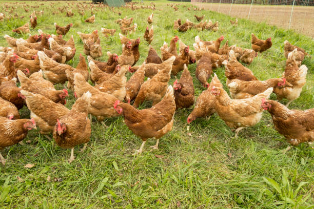 istock Happy chickens in a free range husbandry 1362949068