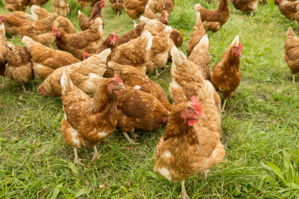istock Happy chickens in a free range husbandry 1362949124