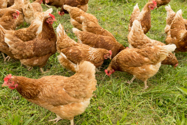 istock Happy chickens in a free range husbandry 1362949142