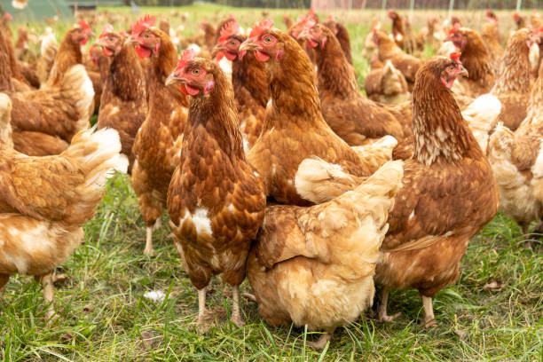 istock Happy chickens in a free range husbandry 1362949257