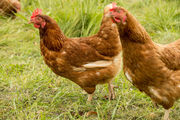istock Happy chickens in a free range husbandry 1362949272
